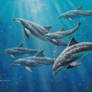 Bottlenose Dolphin Pod