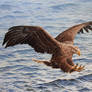 White Tailed Eagle painting