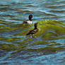 Tufted Ducks Painting