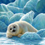 Fluff on the Ice - Harp Seal pup