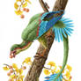 Jeholornis