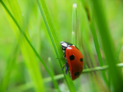 ladybird