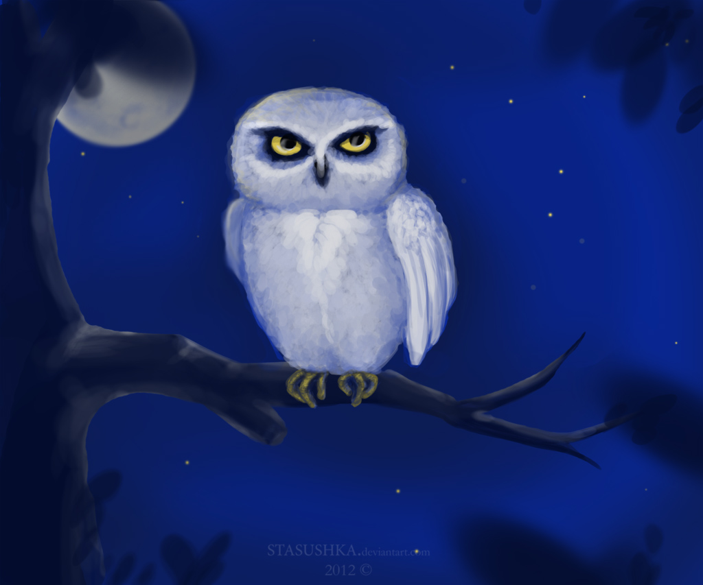 Owl