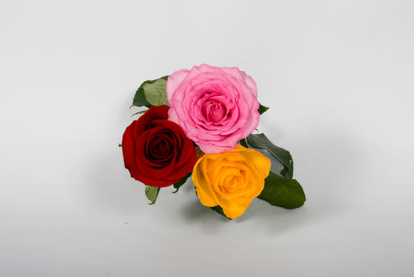 Triple Roses 3 by GavinTheBard on DeviantArt