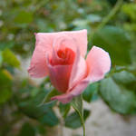 Budding Pink Rose by GavinTheBard