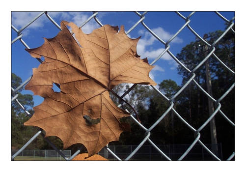 Leaf on a Fence