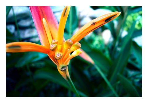 Bird of Paradise