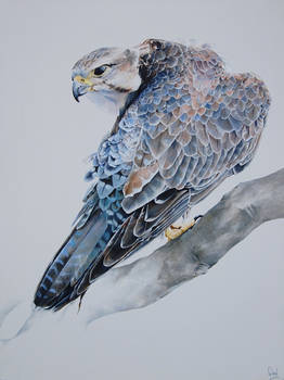 Saker Falcon