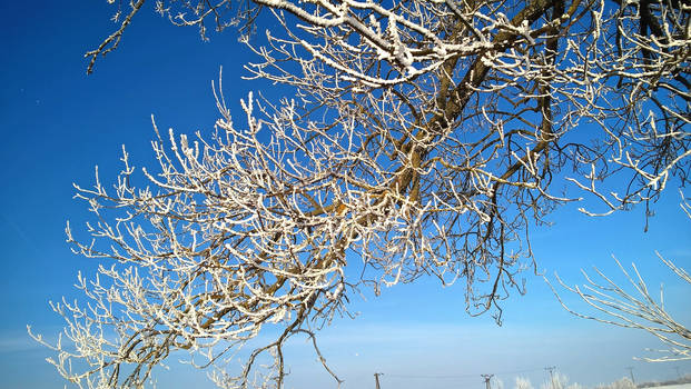 Big Branch Hanging