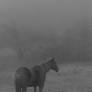 Horse in the Mist