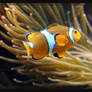 Clown Fish