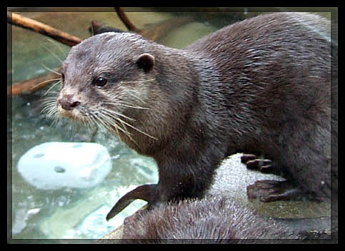 Otter