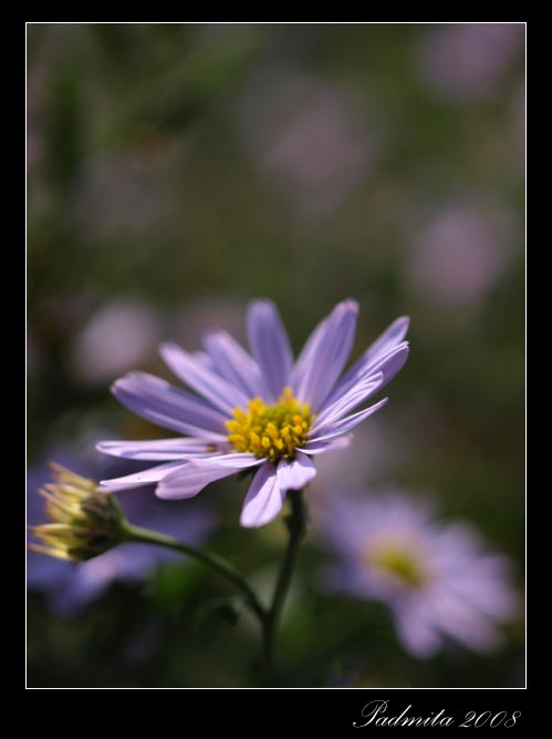 Marguerite