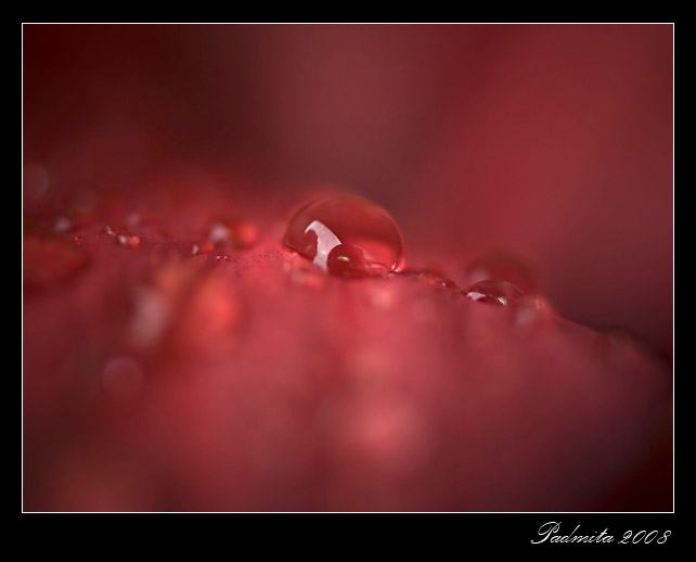 Red Pearls