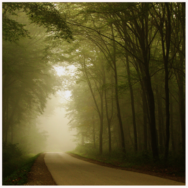 Fall series: misty road