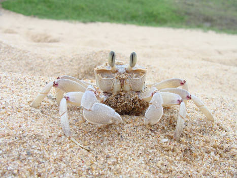 Beach crab