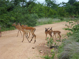 Kruger Park Impala 2013Dec 1