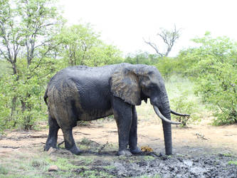Kruger Park Elephants 2013Dec 2