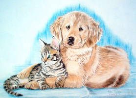 retriever with cat