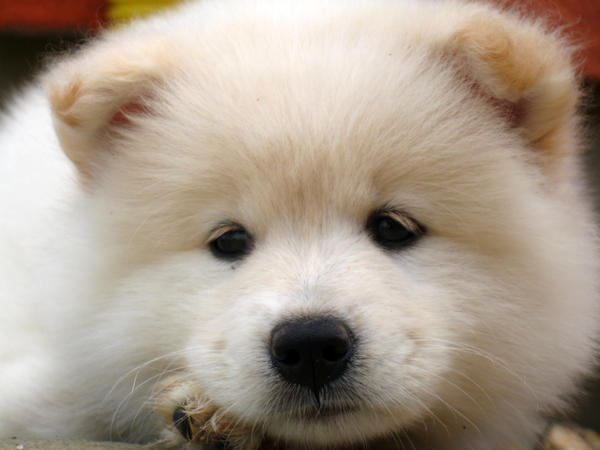 samoyed puppy