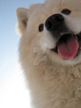 samoyed smile