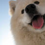 samoyed smile