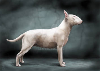 bullterrier