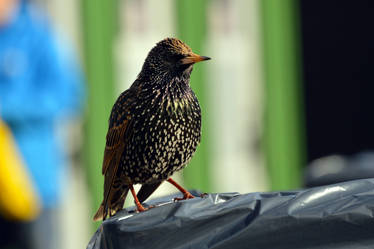 Starling