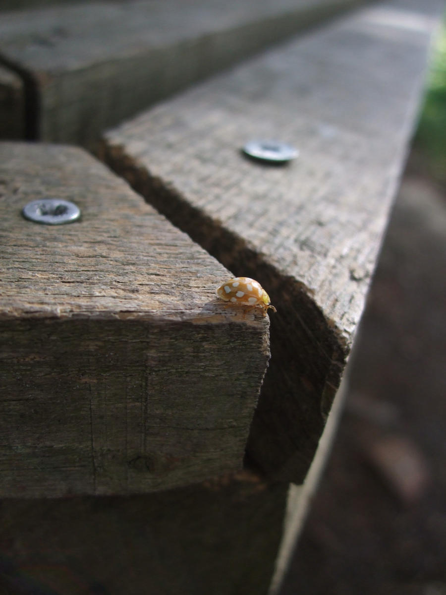 yellow and white ladybird