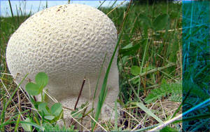 Earthball