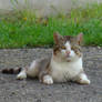 A Cat