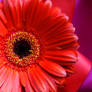 Gerbera
