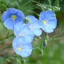 One Blue