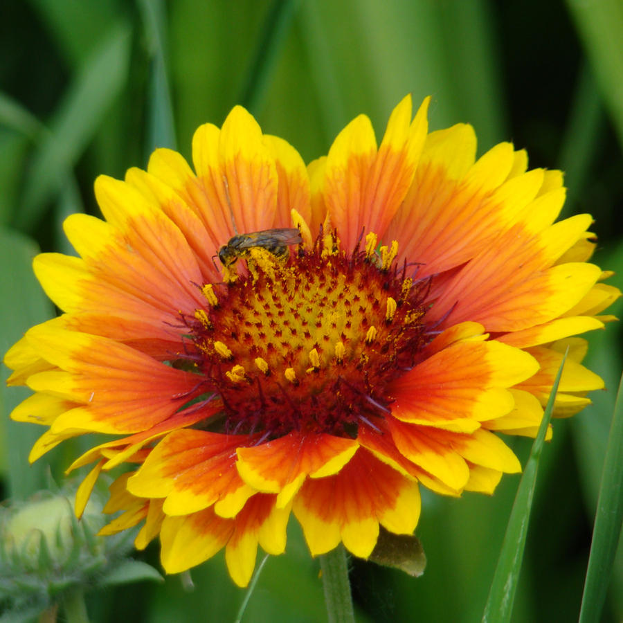 A Bee is There II