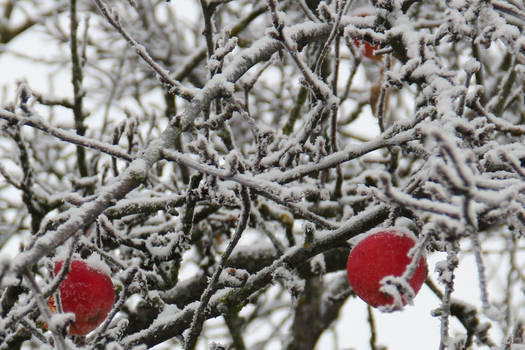 Natural Christmas Decorations