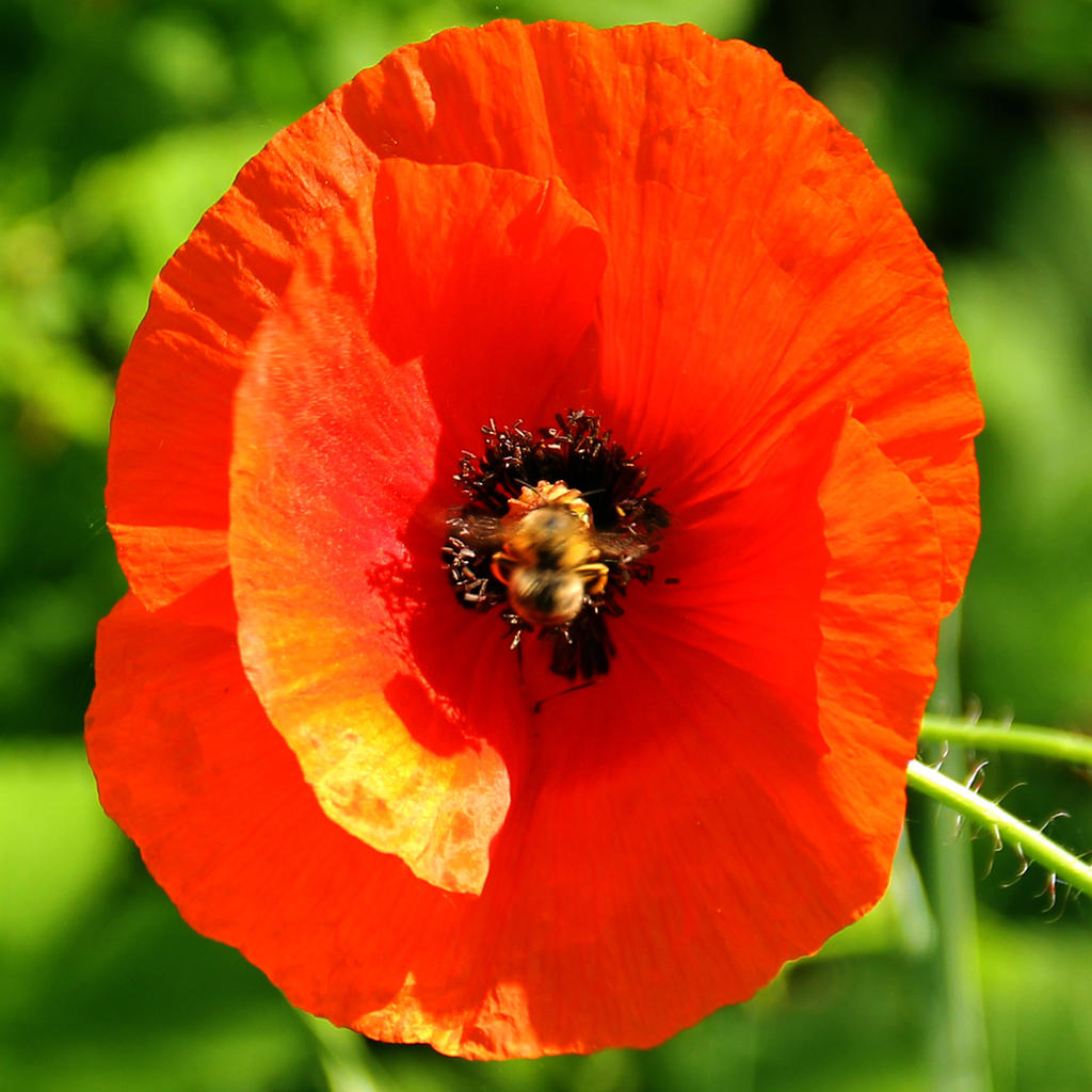 A Bee is There III