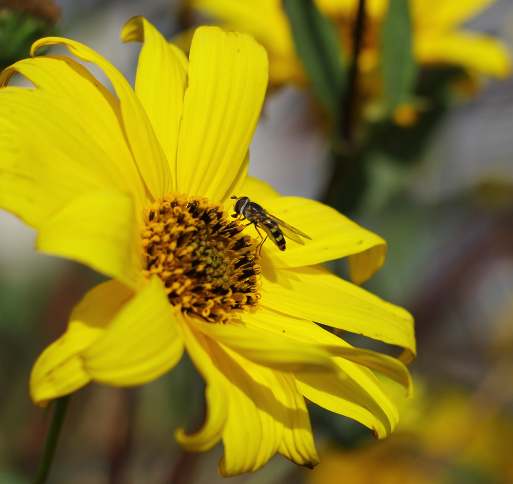 A Bee Is There V