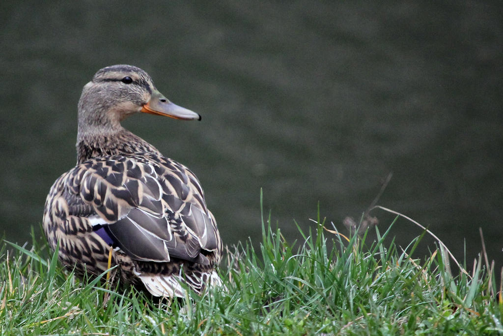 Lady Duck