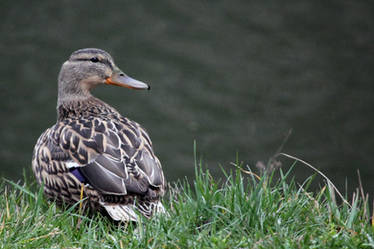 Lady Duck