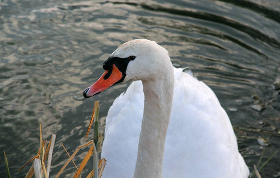 Swan Sight