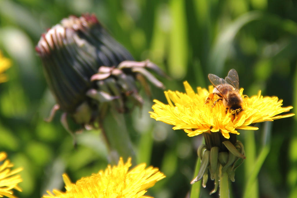 A Bee is There IX