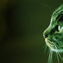 Cat's green profile HD