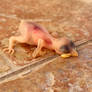Featherless little birdy