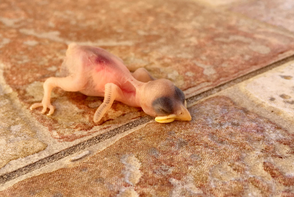Featherless little birdy