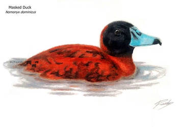 Masked Duck / Marreca de bico roxo by Ricardo-ornitologo