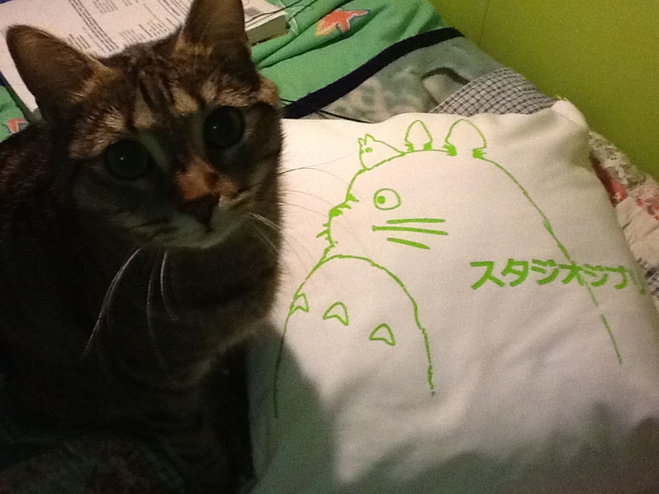 totoro and cat