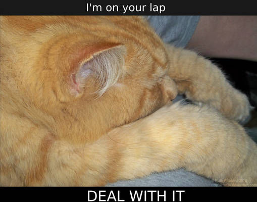 On your lap deal with it ID