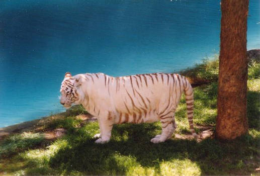 The White Tiger