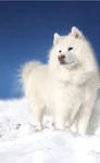 Winter Dog by Adeliel