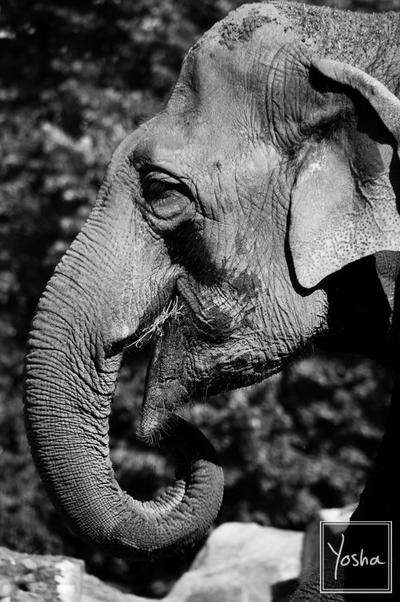 Elephant in black and white